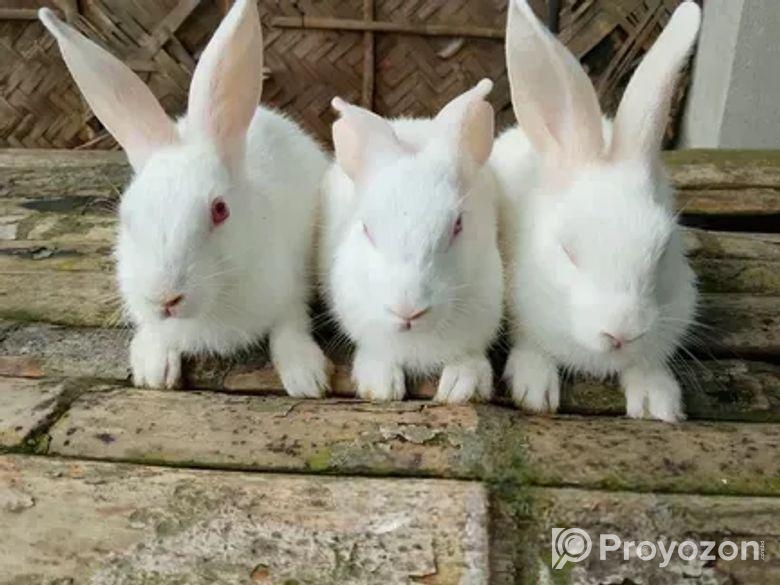 খরগোশ বিক্রি করা হবে