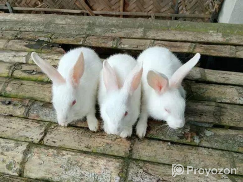 খরগোশ বিক্রি করা হবে