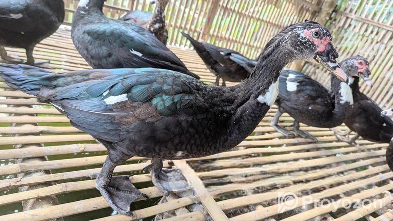 চিনা হাঁস