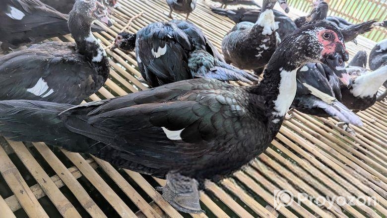 চিনা হাঁস