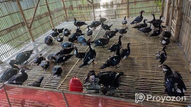 চিনা হাঁস