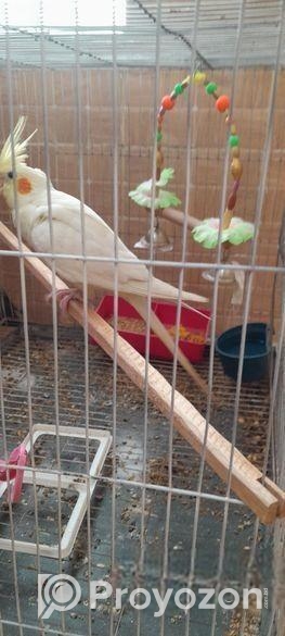 টেম করা একটি ককাটেল পাখি বিক্রি হবে, খাচা সহকারে।