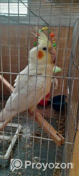 টেম করা একটি ককাটেল পাখি বিক্রি হবে, খাচা সহকারে।