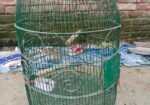 পাখি জন্য খাঁচা,,,, সেল,,