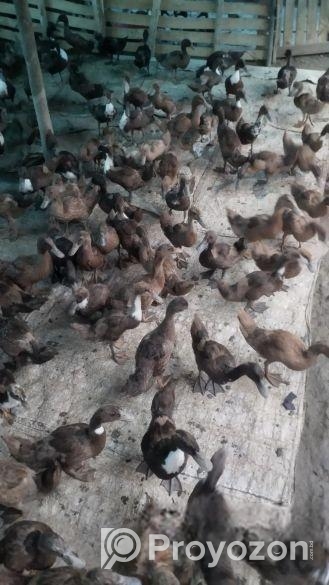 হাঁস বিক্রি হবে