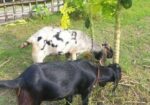 উন্নত জাতের তোতাপুরী ছাগল(খাসি)-২টি
