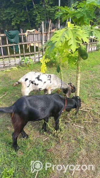 উন্নত জাতের তোতাপুরী ছাগল(খাসি)-২টি