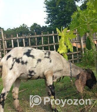 উন্নত জাতের তোতাপুরী ছাগল(খাসি)-২টি