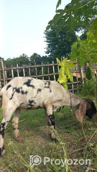 উন্নত জাতের তোতাপুরী ছাগল(খাসি)-২টি