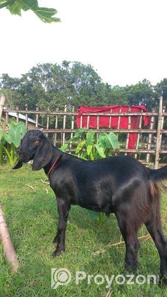 উন্নত জাতের তোতাপুরী ছাগল(খাসি)-২টি
