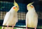Cockatiel Pakhi Lutino |