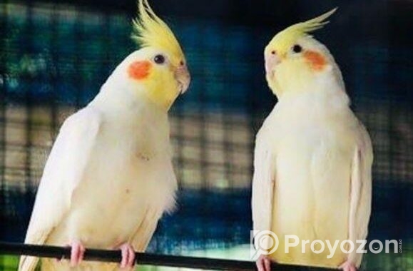 Cockatiel Pakhi Lutino |
