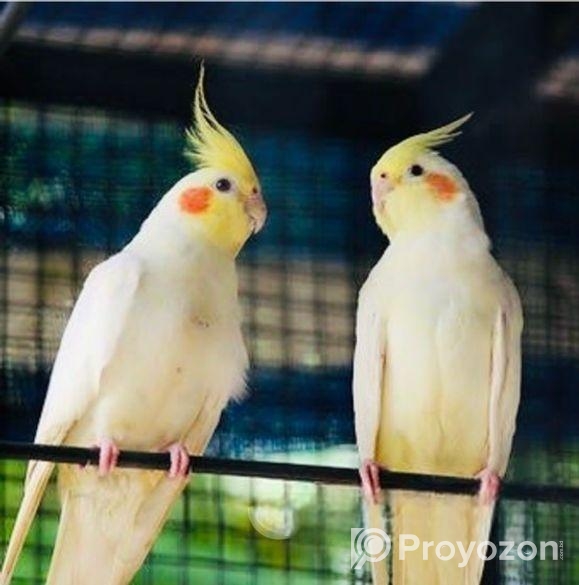 Cockatiel Pakhi Lutino |