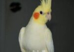 Cockatiel Pakhi Lutino |