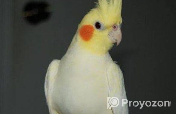 Cockatiel Pakhi Lutino |