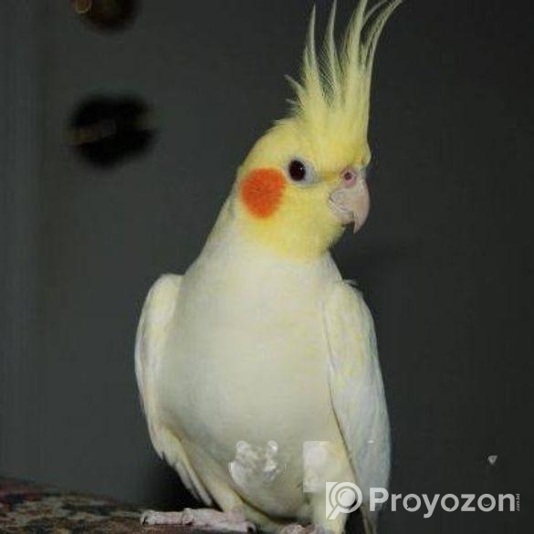 Cockatiel Pakhi Lutino |