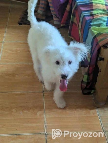 এপসো লাসা জাতির