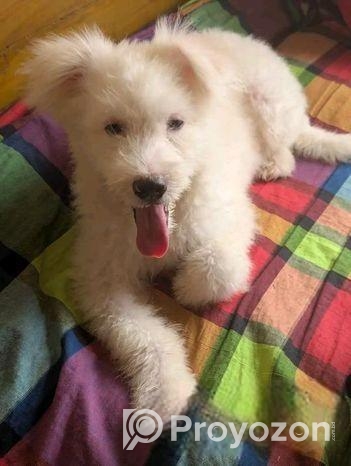 এপসো লাসা জাতির