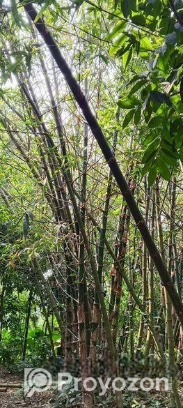 বাঁশ ( বিক্রি হবে ৫০ বা তার উপরে)