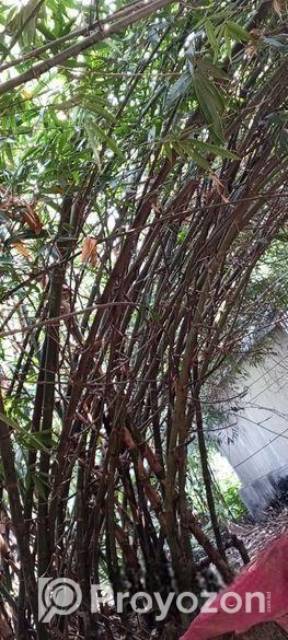 বাঁশ ( বিক্রি হবে ৫০ বা তার উপরে)