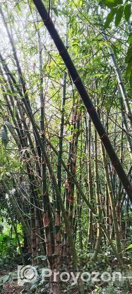 বাঁশ ( বিক্রি হবে ৫০ বা তার উপরে)