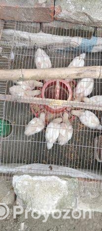 বয়লার মুরগির বাচ্চা