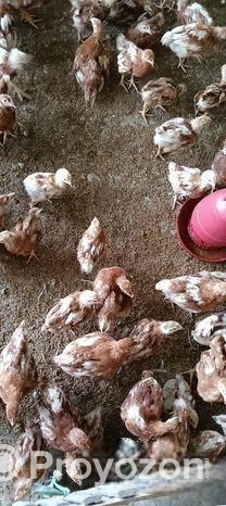 লেয়ার মুরগি