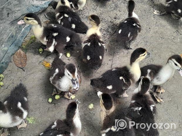 চিন হাঁস