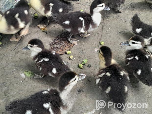 চিন হাঁস