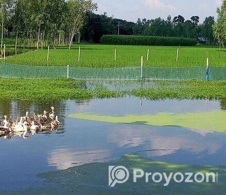 আমরা এখানে সাদা এবং কালো রঙের রাজহাঁস বিক্রি করছি