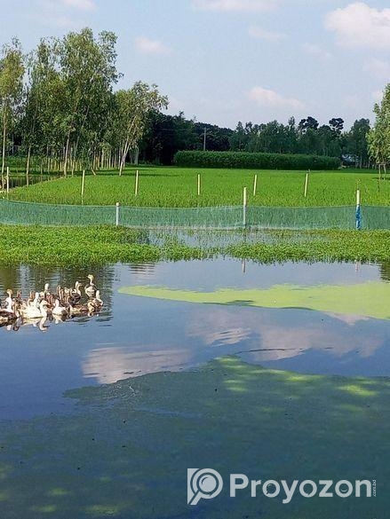 আমরা এখানে সাদা এবং কালো রঙের রাজহাঁস বিক্রি করছি