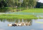 আমরা এখানে সাদা এবং কালো রঙের রাজহাঁস বিক্রি করছি