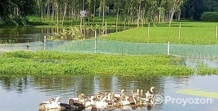 আমরা এখানে সাদা এবং কালো রঙের রাজহাঁস বিক্রি করছি