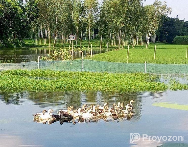 আমরা এখানে সাদা এবং কালো রঙের রাজহাঁস বিক্রি করছি