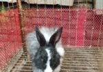 Belgium Rabbit