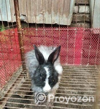 Belgium Rabbit