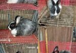 Belgium Rabbit