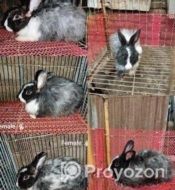 Belgium Rabbit