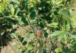আপেল গাছ