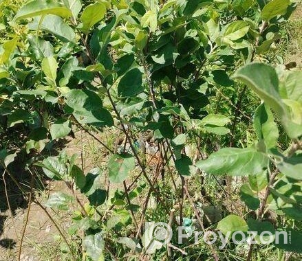 আপেল গাছ