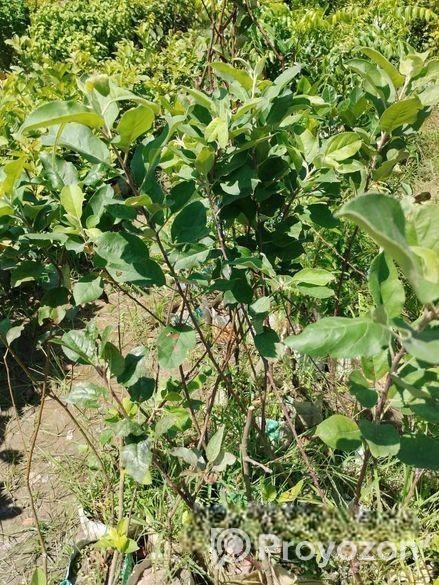 আপেল গাছ