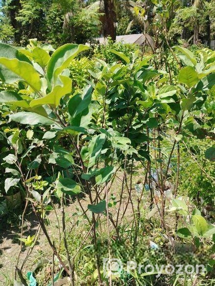 আপেল গাছ