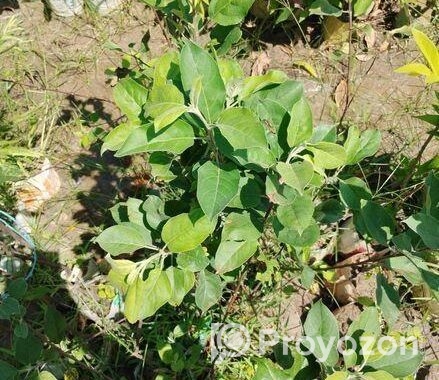 আপেল গাছ