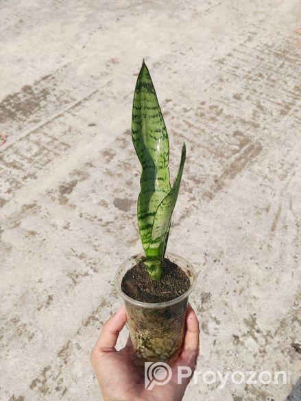 গাছ-গাছালি…..