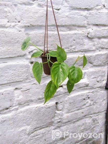 গাছ-গাছালি…..