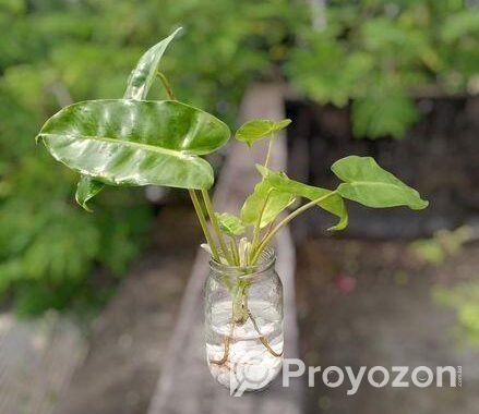 গাছ-গাছালি…..
