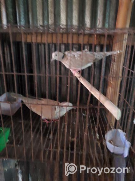 ৩ টা নর লক্ষা কবুতর আর ১ জোড়া অস্ট্রেলিয়ান ঘুঘু