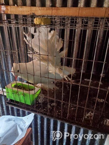 ৩ টা নর লক্ষা কবুতর আর ১ জোড়া অস্ট্রেলিয়ান ঘুঘু