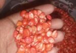 ভুট্টার বীজ