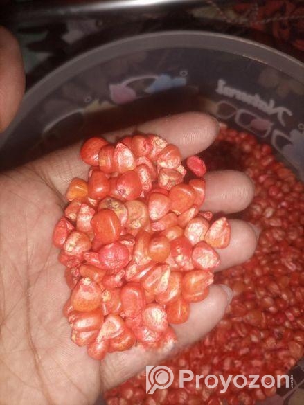 ভুট্টার বীজ